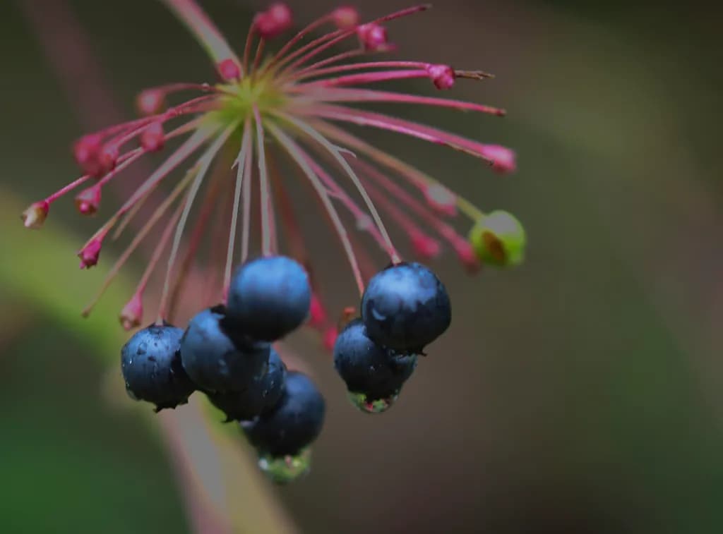 Whispers of Nature: A Close-Up of Dew-Kissed Berries in Soft Focus