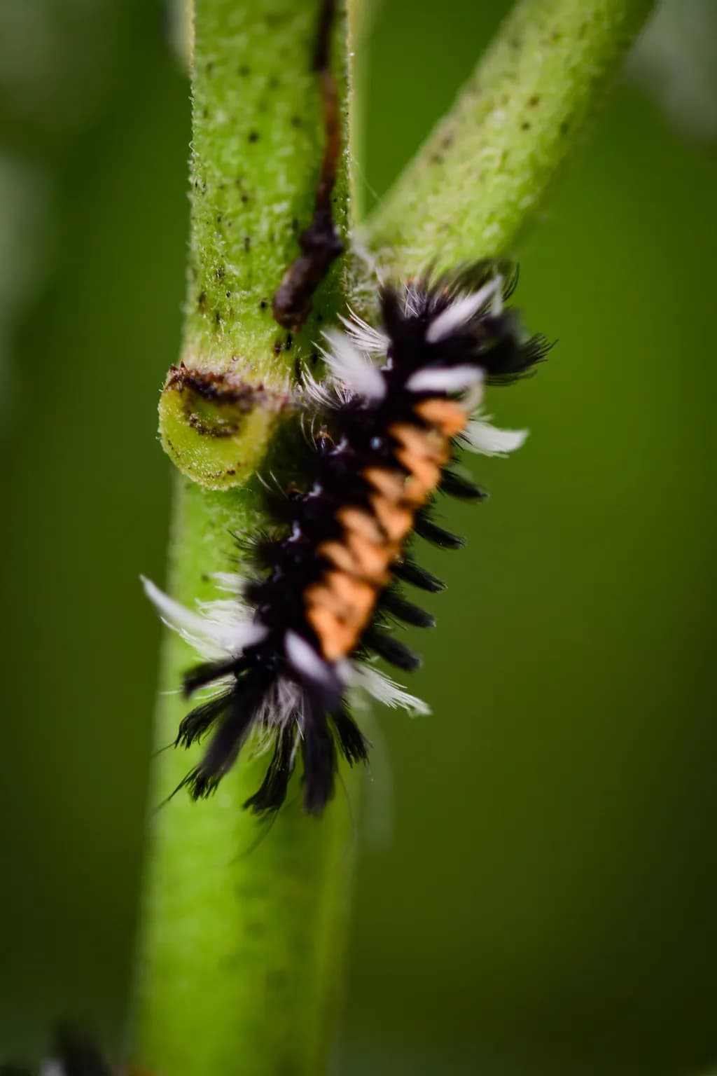 Whispers of Nature: The Enigmatic Caterpillar on a Green Stem