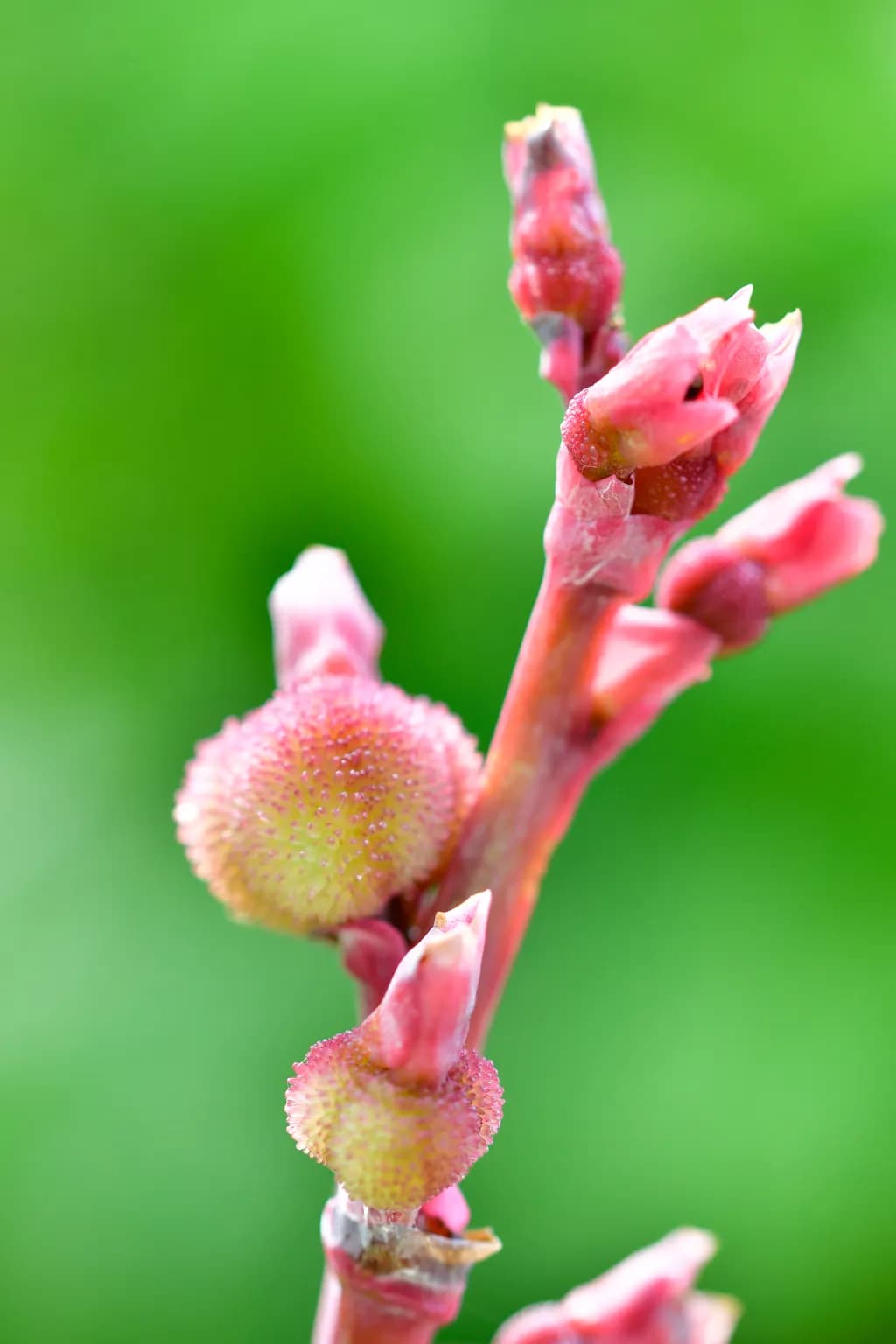 Vibrant Blossoms: A Macro Exploration of Nature's Botanical Beauty