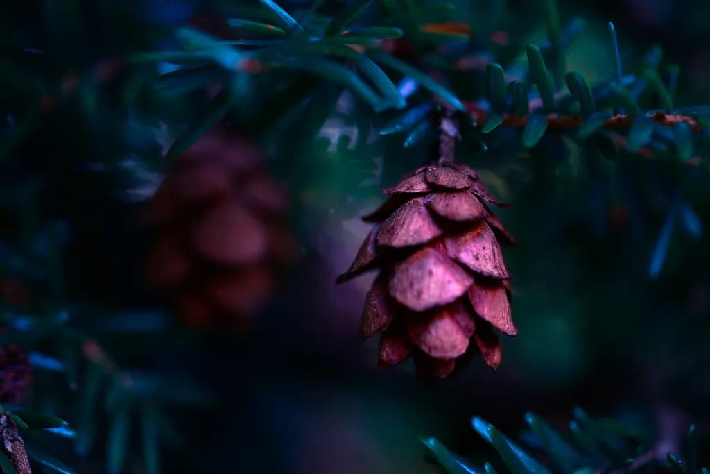 Whispers of the Forest: A Close-Up of Nature's Pine Cone Elegance