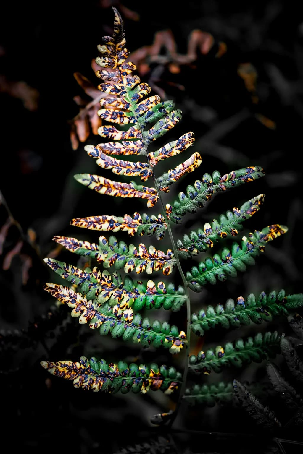 Vibrant Fern Symphony: Nature's Textured Contrast in Leaves