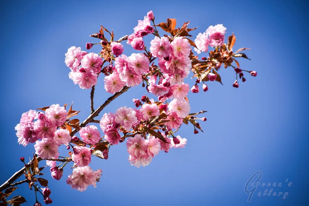 Blossoms Beneath the Sky: A Serene Spring Awakening