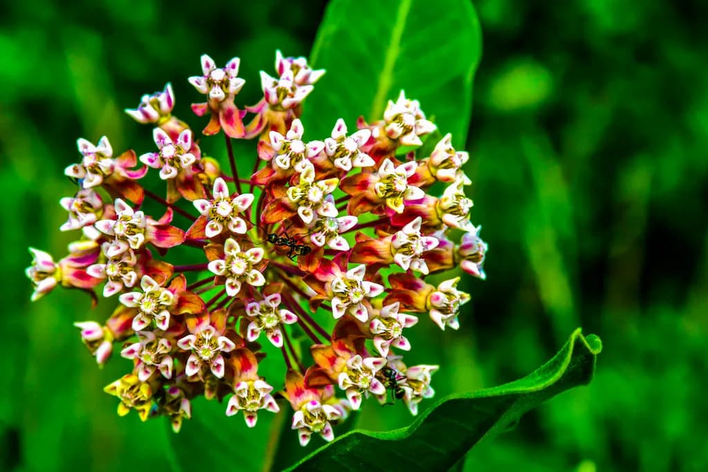 Whispers of Nature: A Vibrant Floral Symphony in Bloom