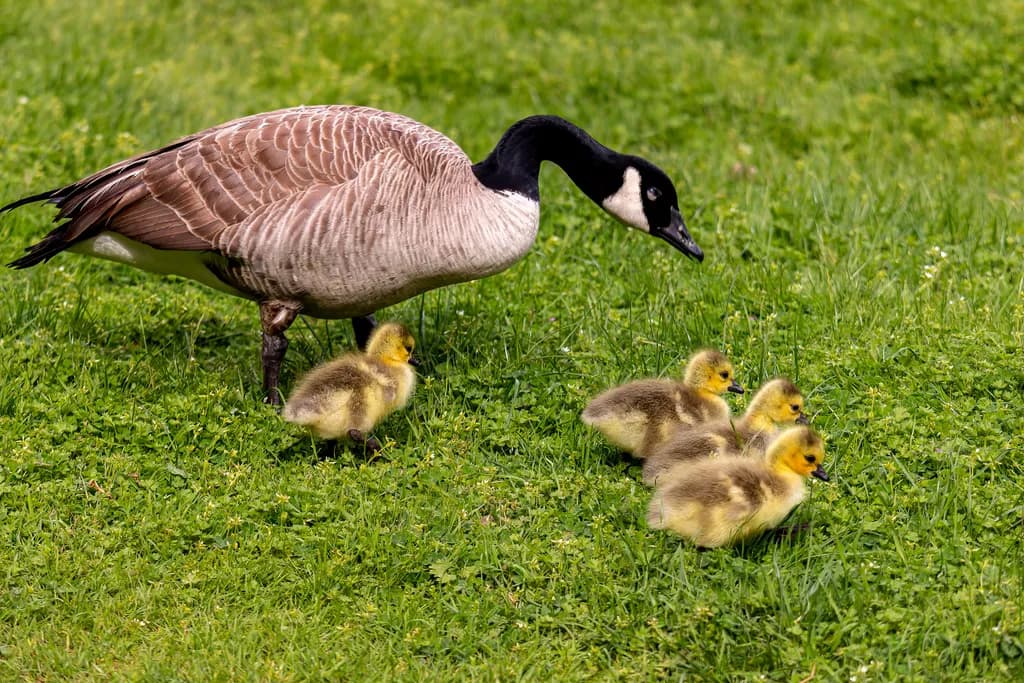 Under Mother's Watchful Eye