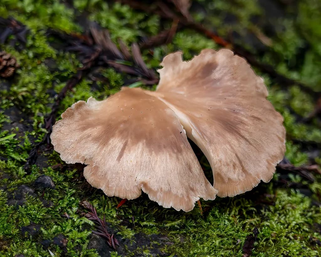 Forest Mushroom Study