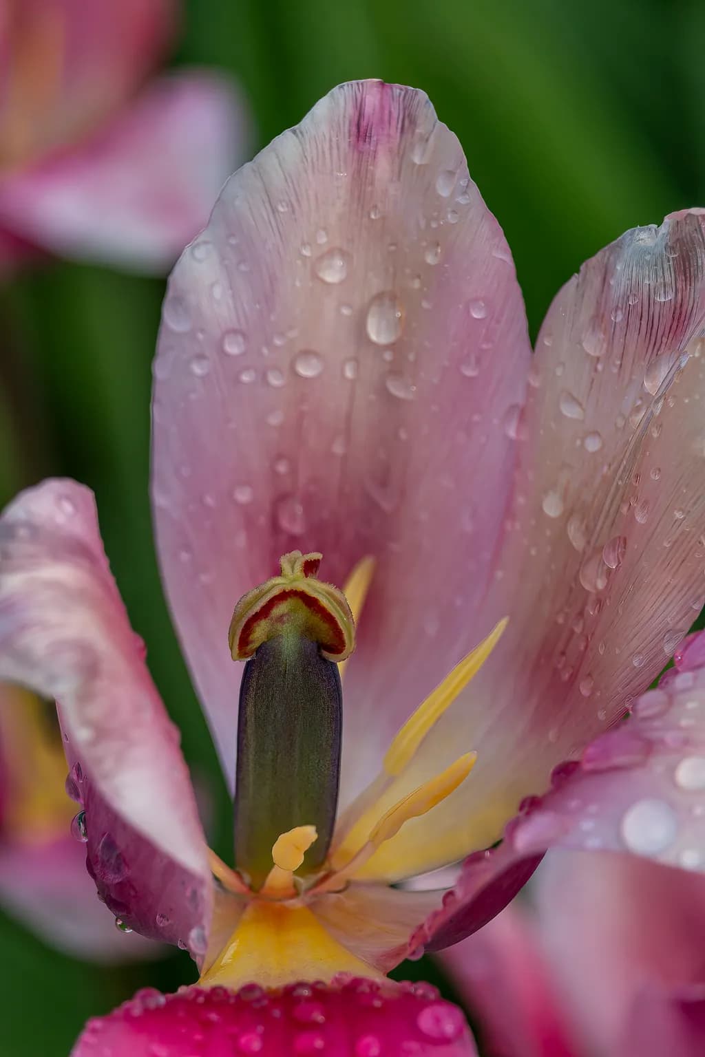 Tulip Detail with Dew