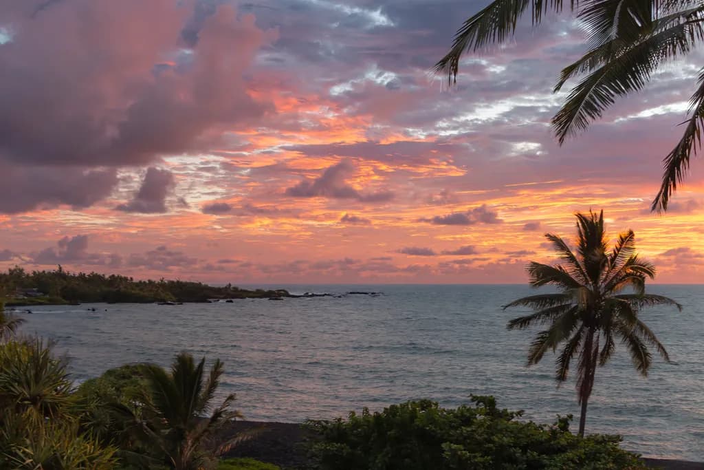 Coastal Palm Sunset