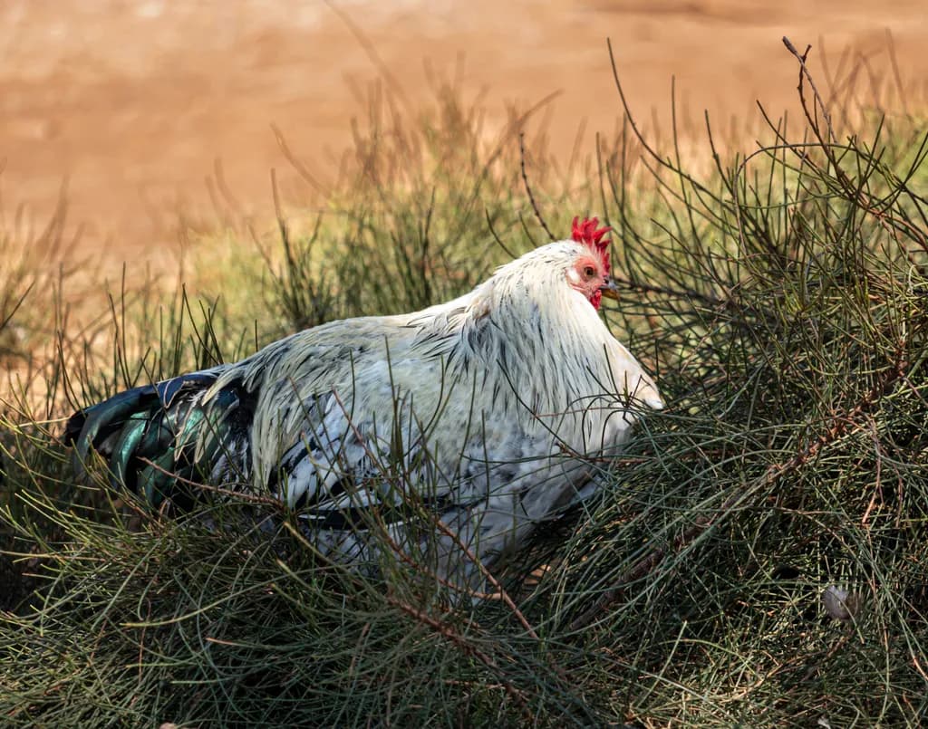 Maui Matriarch - Junglefowl Roosting