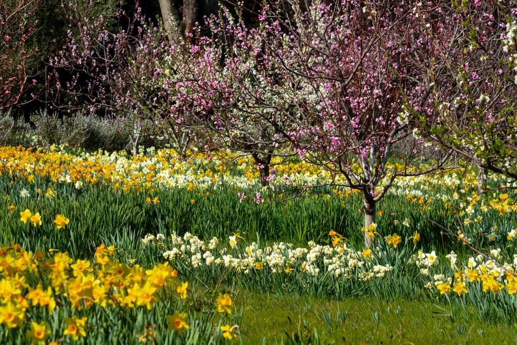 Spring Orchard Blooming with Daffodils