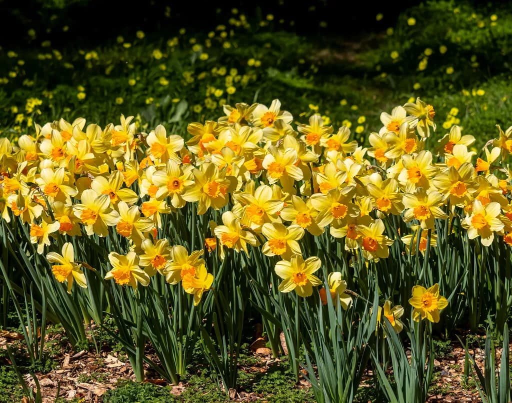 Golden Daffodil Chorus