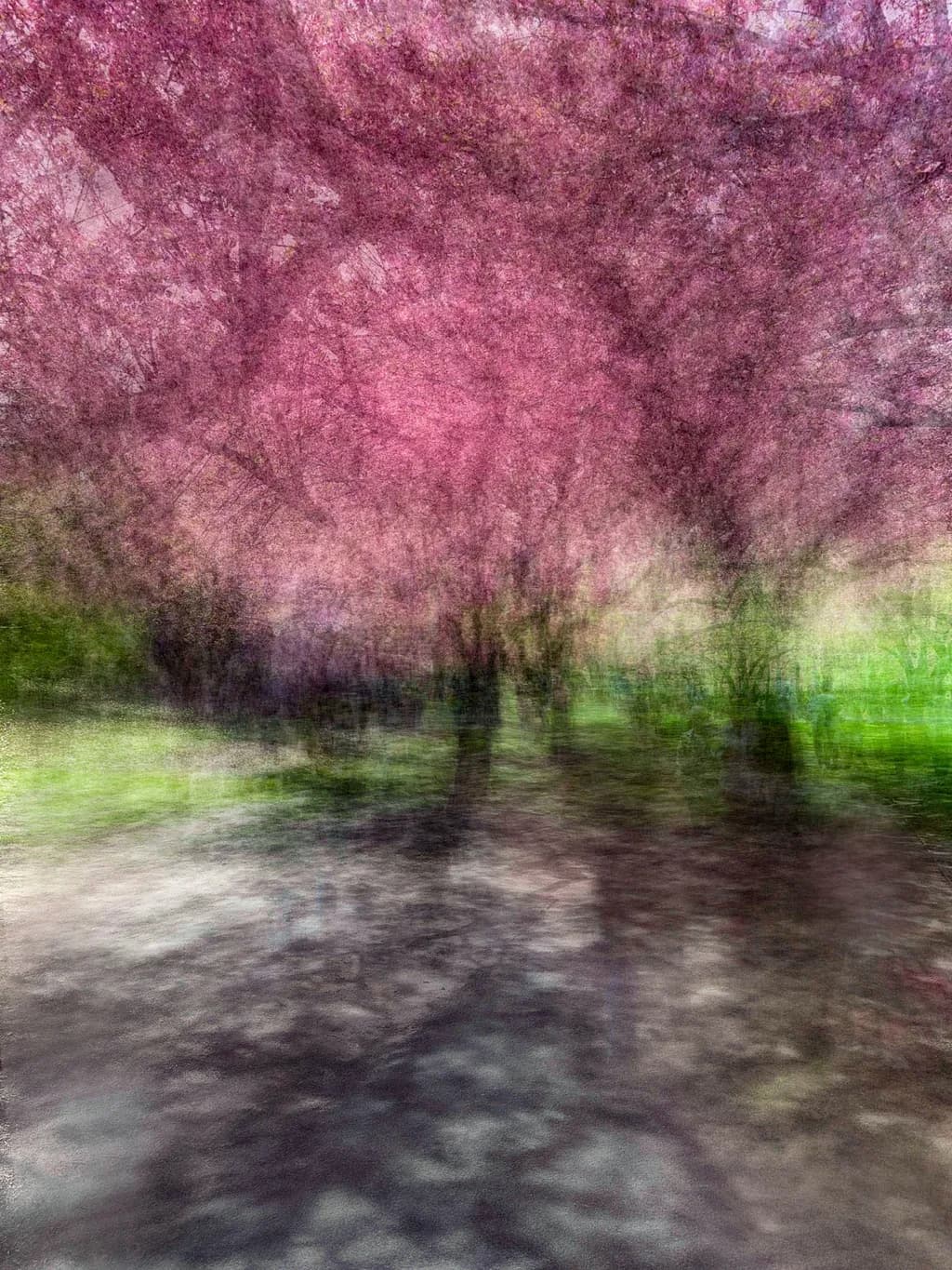 Whispers of Spring: A Dreamy Blossom Canopy in Soft Hues
