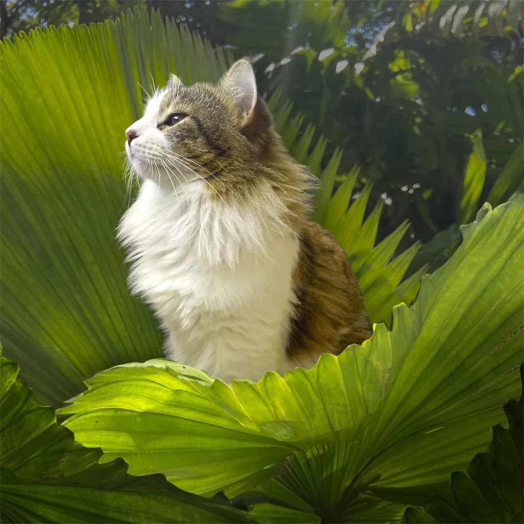 Whiskered Majesty: A Feline Portrait Amidst Lush Greenery