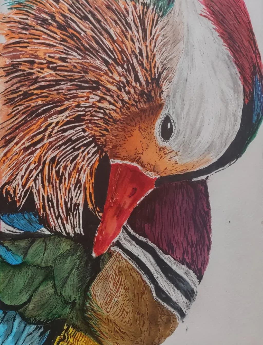 Vibrant Elegance: A Colorful Duck in Feathers and Detail
