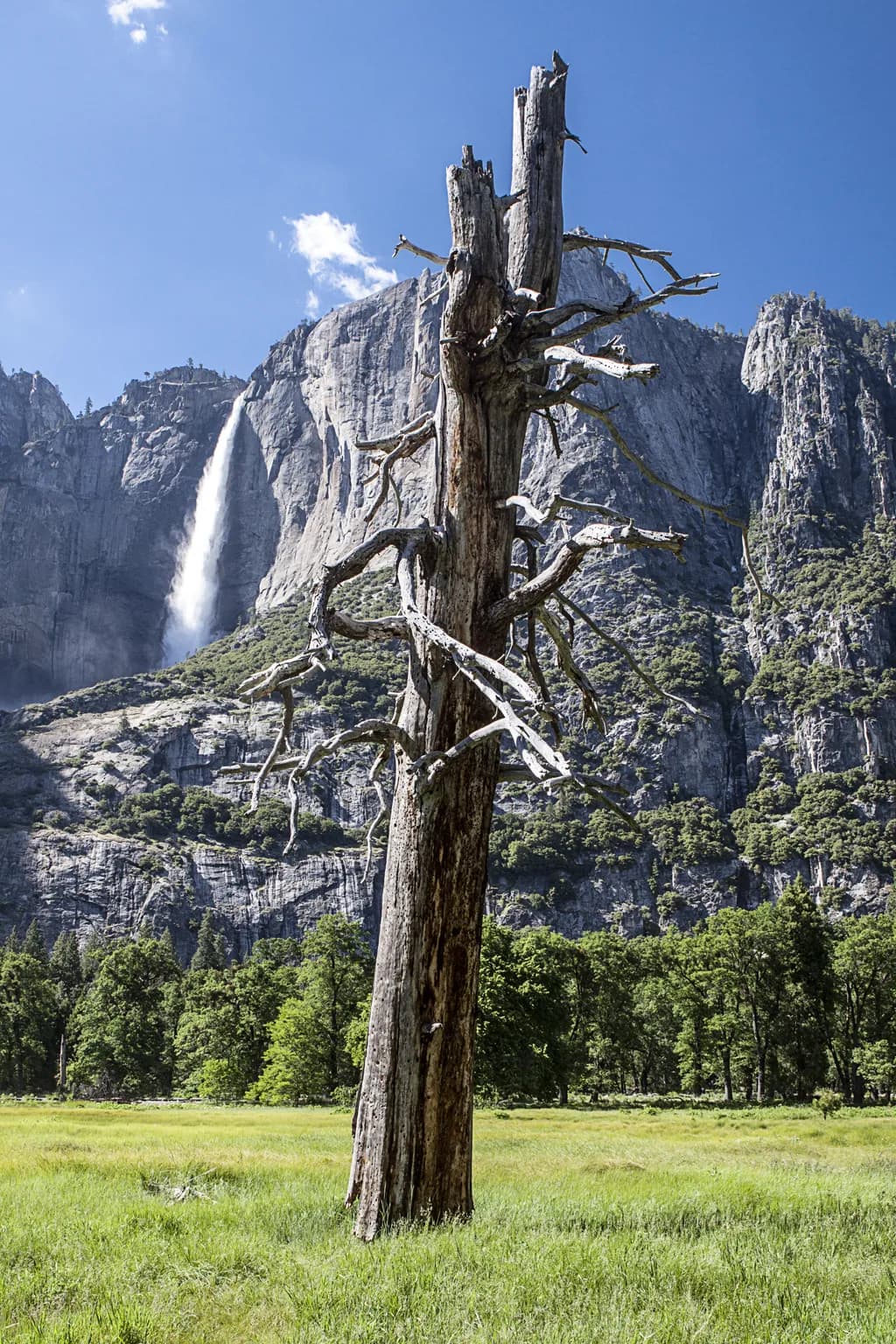 Yosemite Waterfall and Tree
