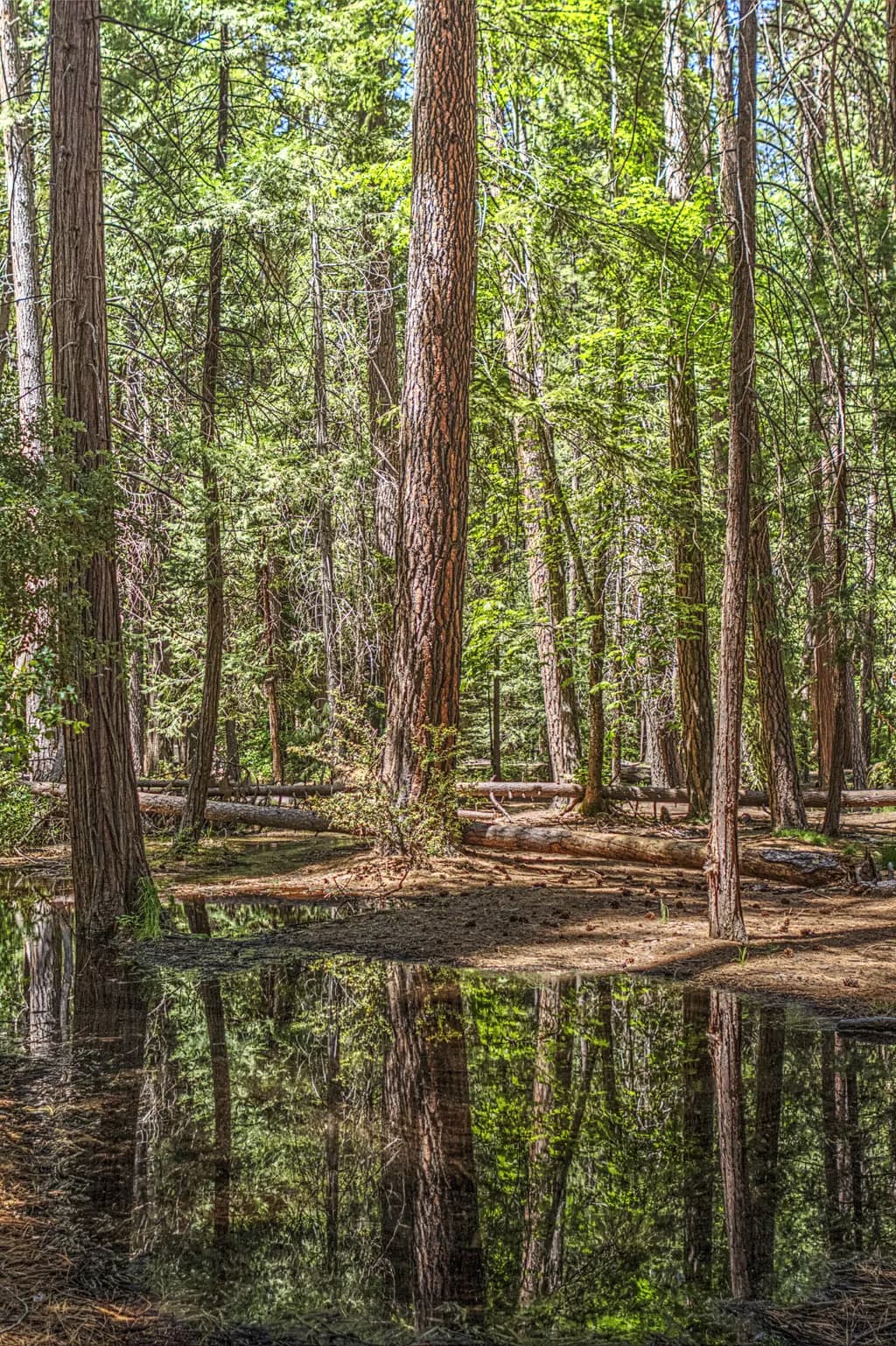 Yosemite Forest Reflection