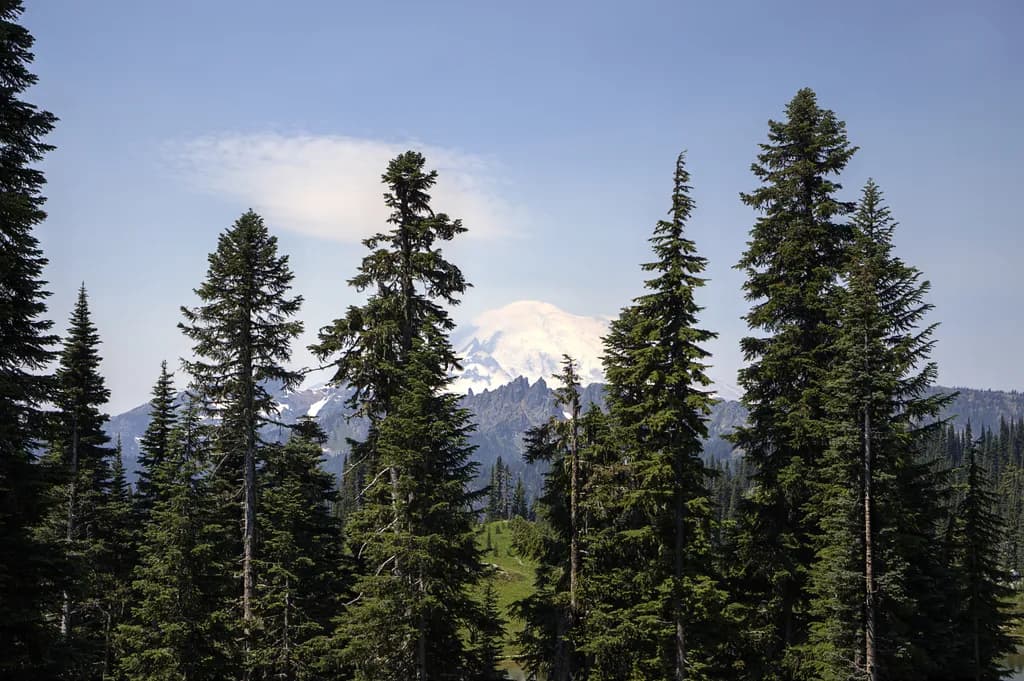 Mount Rainier Pines