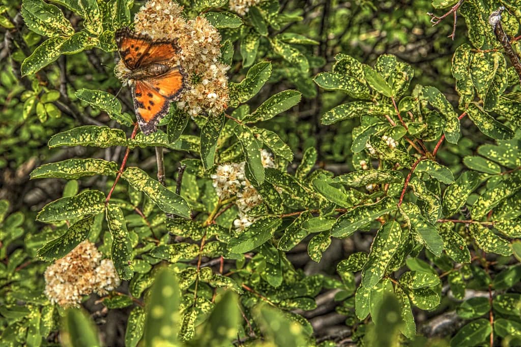 Butterfly on Flowers