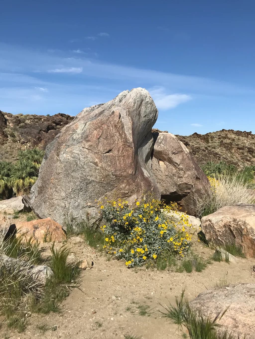 Sunlit Boulder Blooms