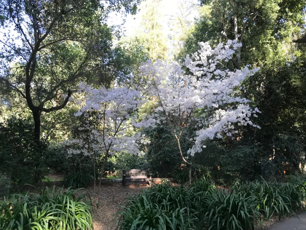 Dappled Light Retreat