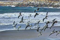 Seagulls Over Surf