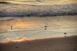 Sandpiper Sunset