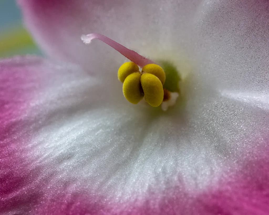 Petal Heartbeat