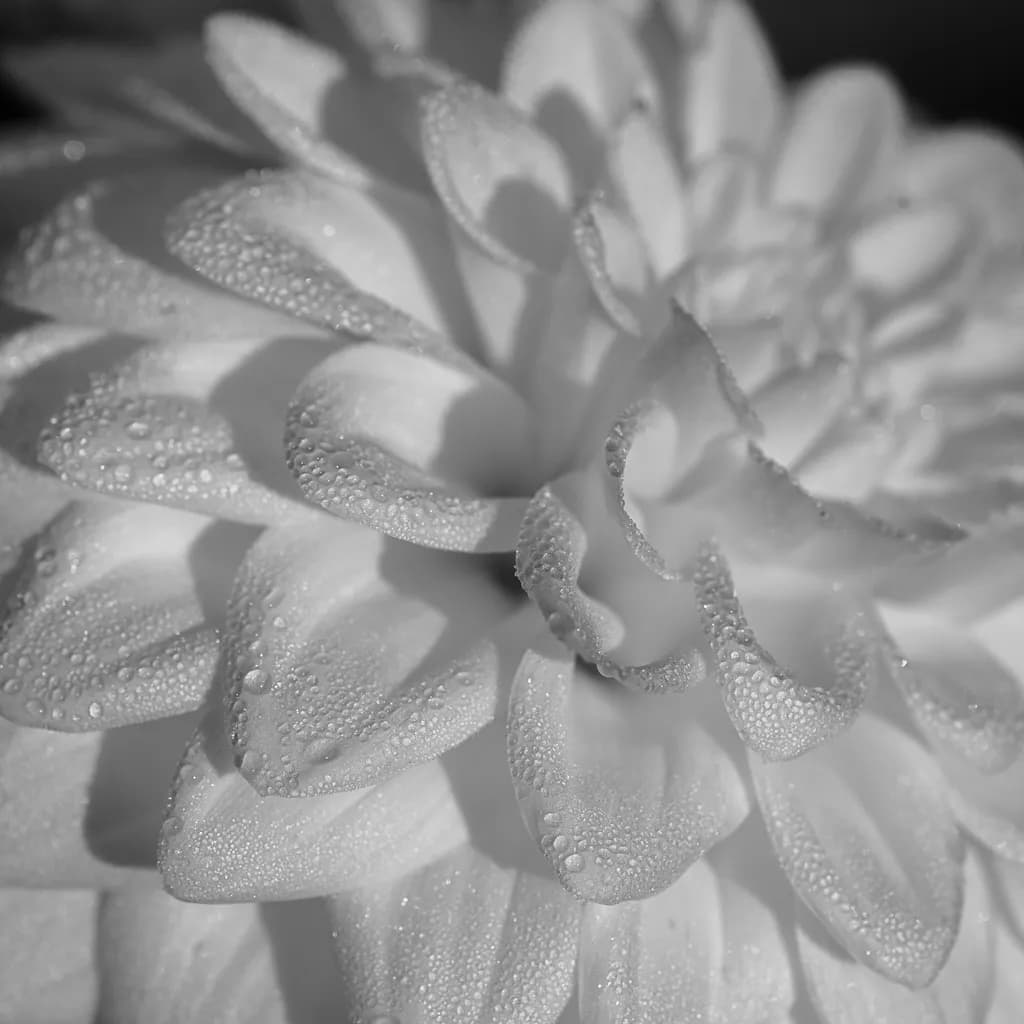 Morning Dew Petals