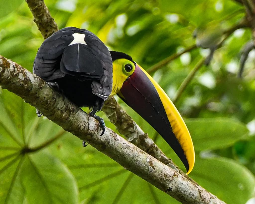 Curious Toucan Glance