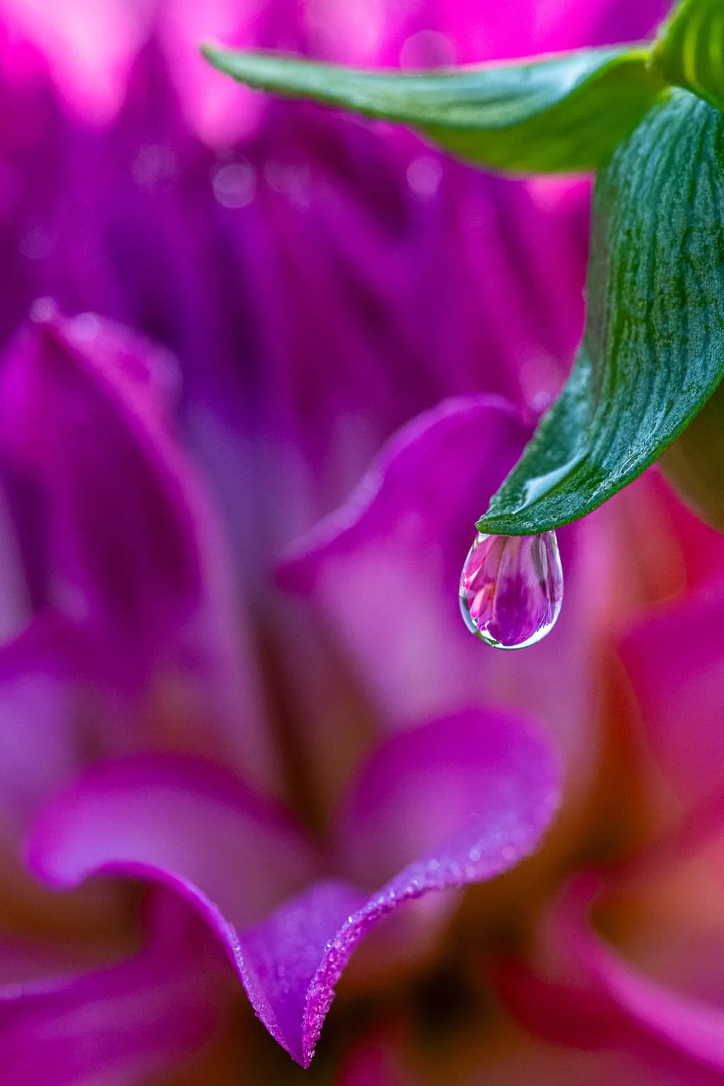 Petal’s Final Drop