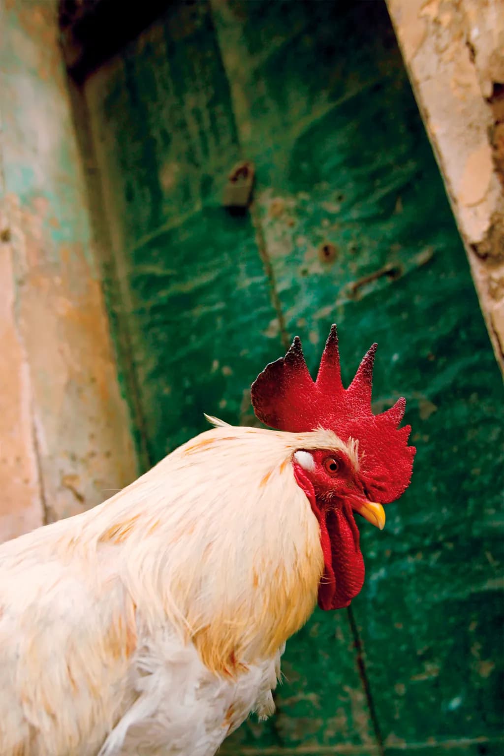 Rooster Palermo
