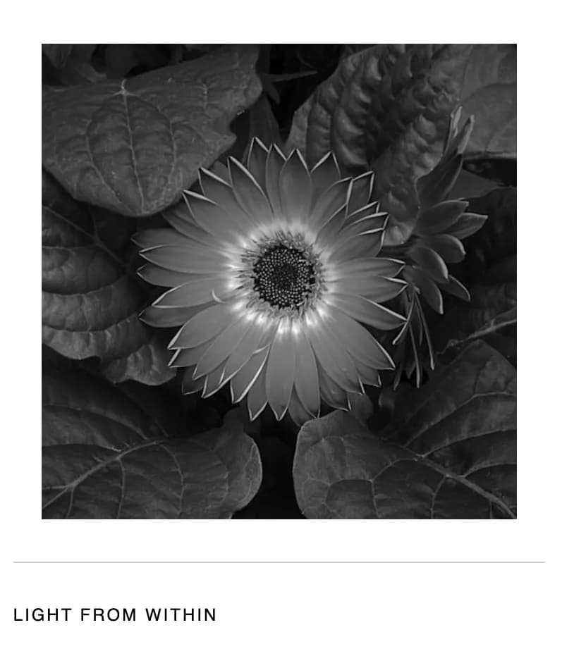 Radiant Resilience: A Black and White Floral Journey Through Nature's Heart