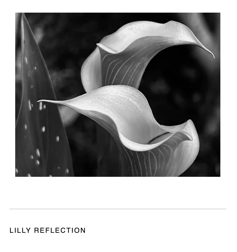 Whispers of Elegance: A Black and White Reflection of Delicate Lilies in Nature