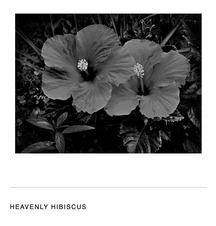 Whispers of Hibiscus: A Monochrome Floral Embrace