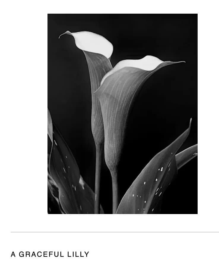 Elegant Embrace: The Timeless Beauty of a Calla Lily in Monochrome