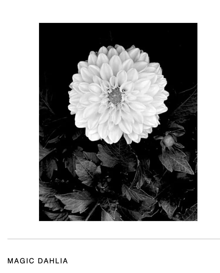 Whispers of Nature: The Enchanting Black and White Dahlia Blossom