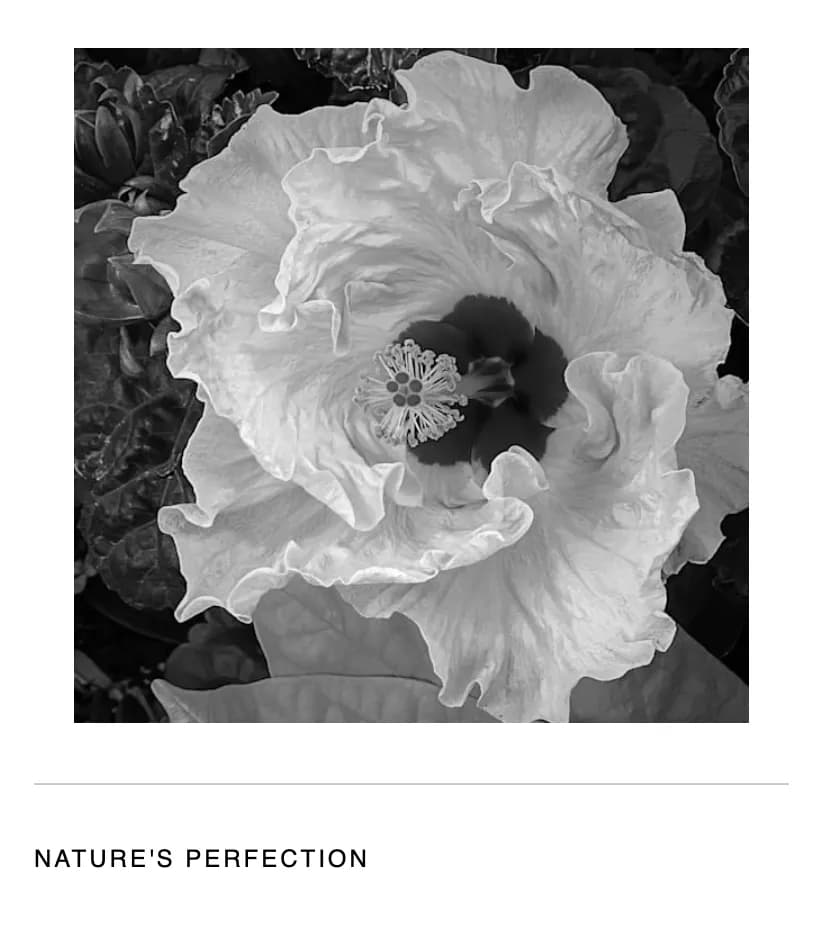 Whispers of Elegance: A Black and White Floral Journey