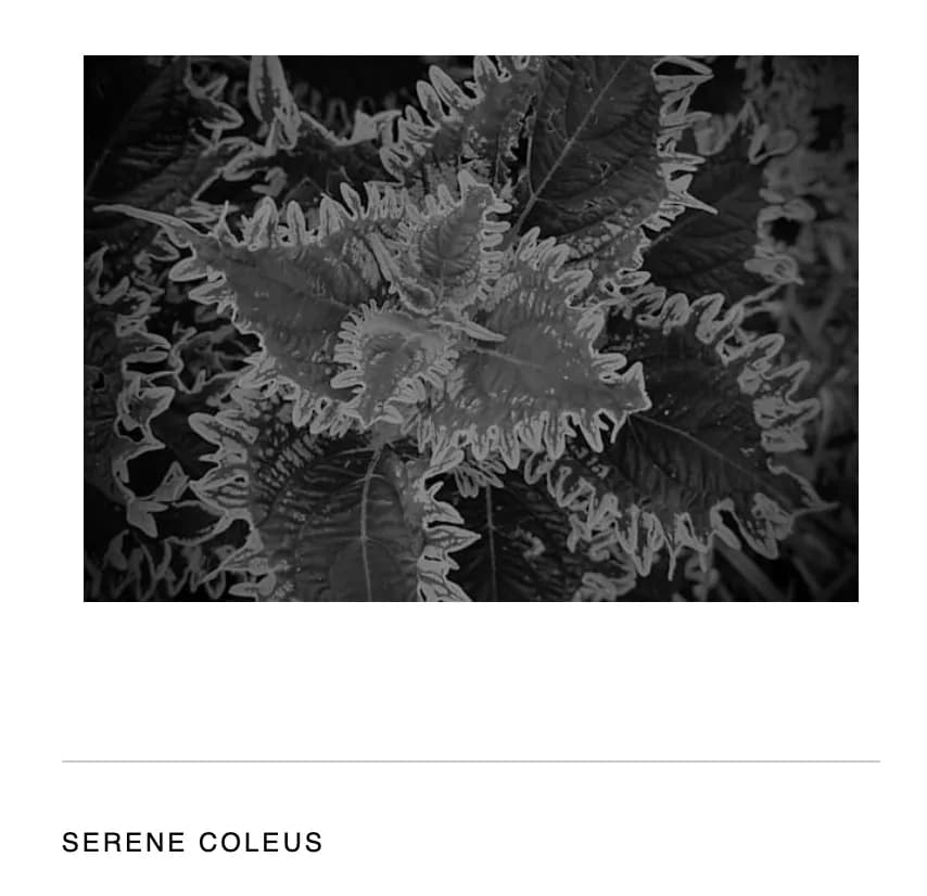 Whispers of Nature: A Textured Journey Through Serene Coleus Leaves