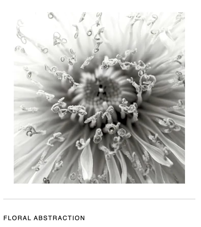 Whispers of Nature: A Black and White Floral Journey Through Abstraction