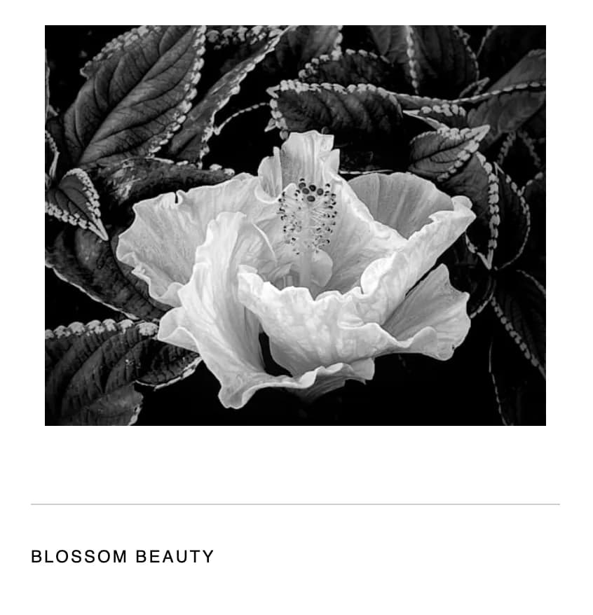 Whispers of Nature: A Delicate Black and White Blossom Embrace