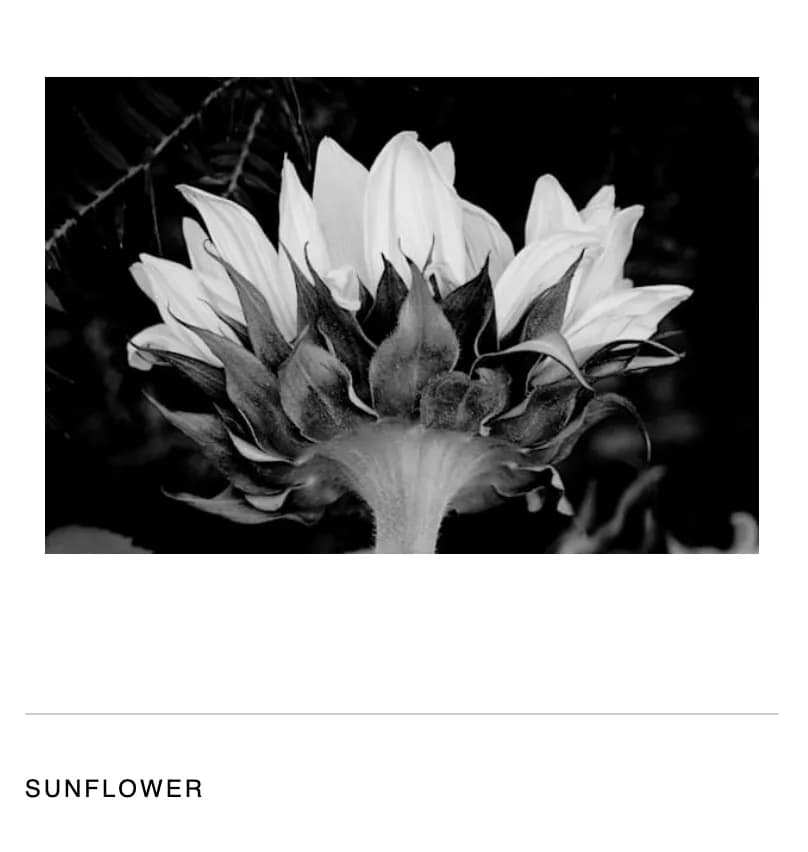 Whispers of Nature: A Black and White Sunflower Bloom