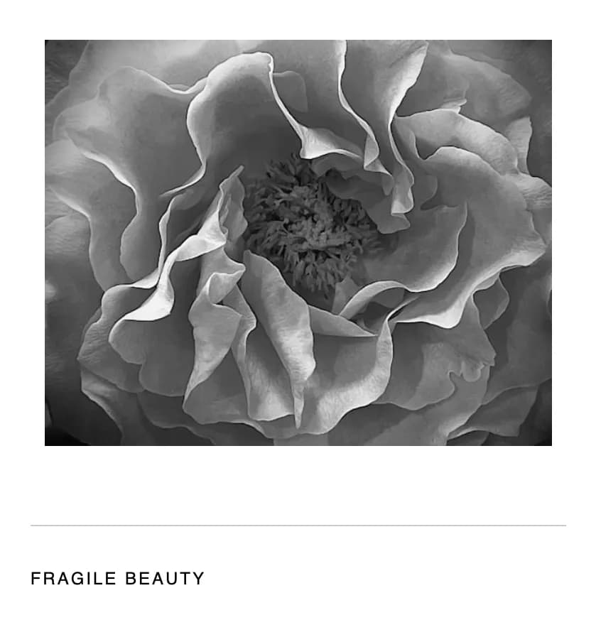Whispers of Nature: A Delicate Dance in Black and White