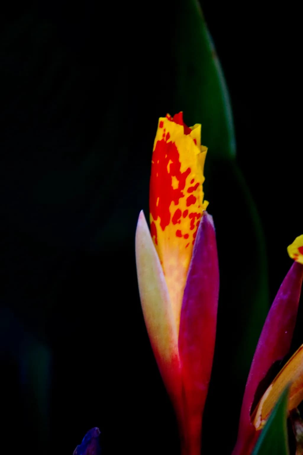 Vibrant Bloom: The Fiery Awakening of Nature's Palette