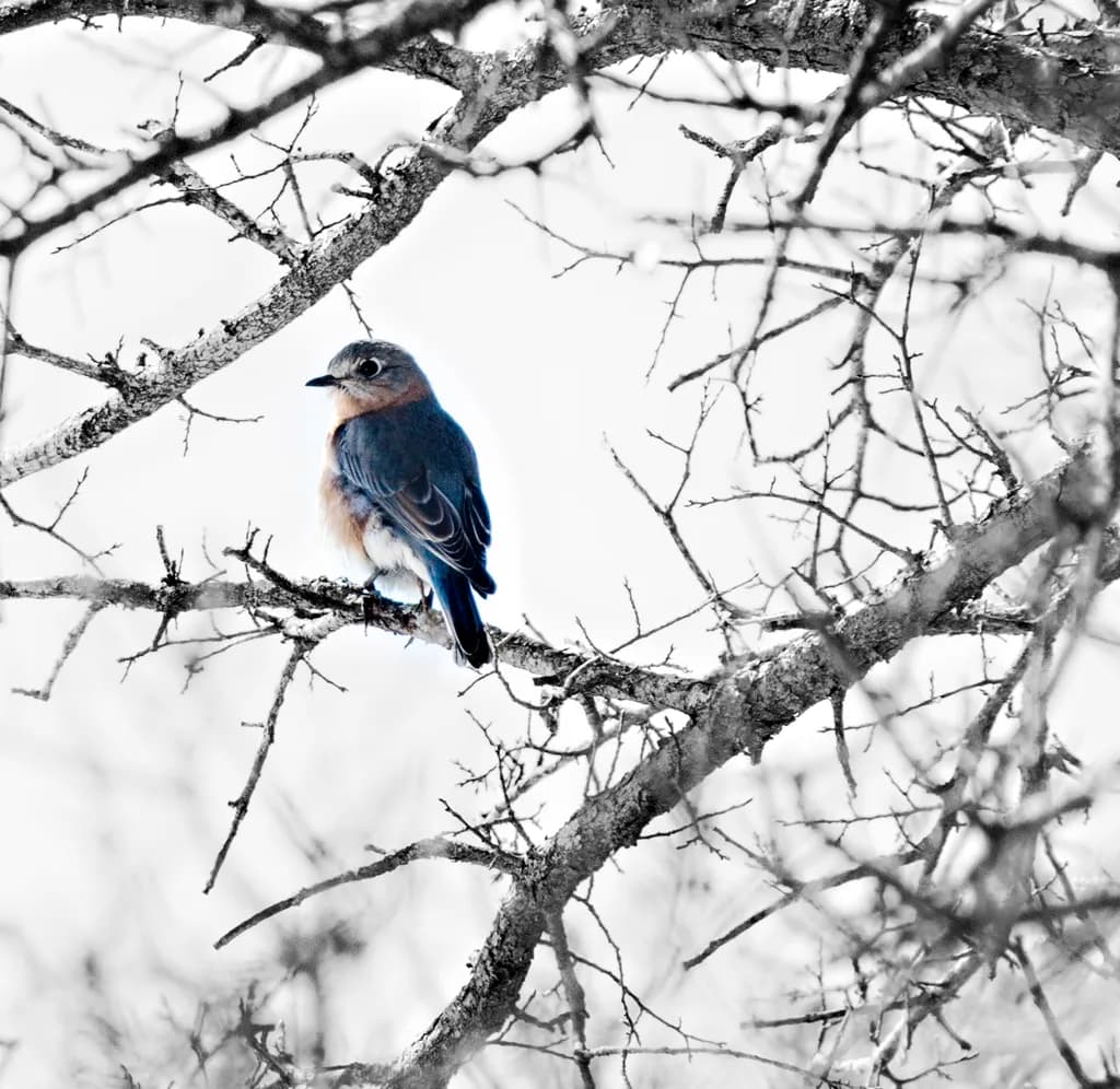 Whispers of Winter: A Bluebird's Solitude Amongst the Bare Branches
