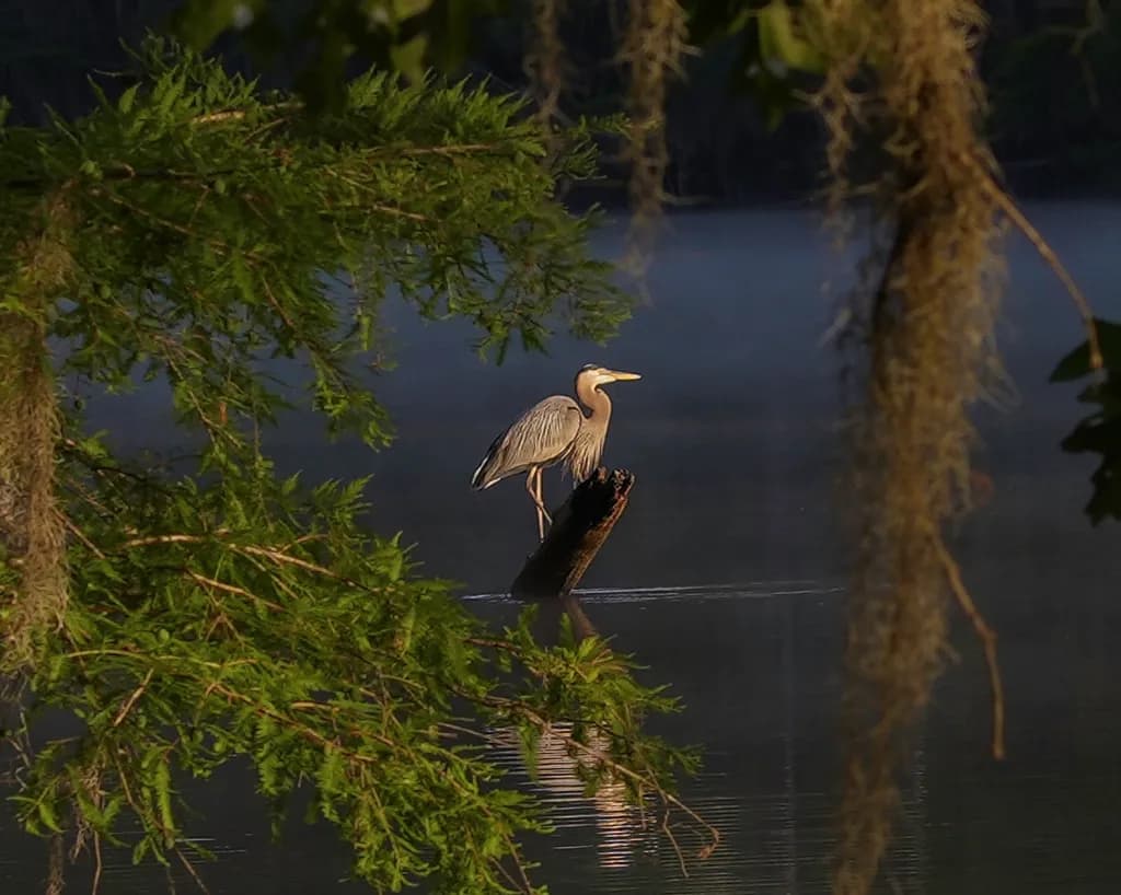 Serenity in Stillness: A Great Blue Heron at Dawn