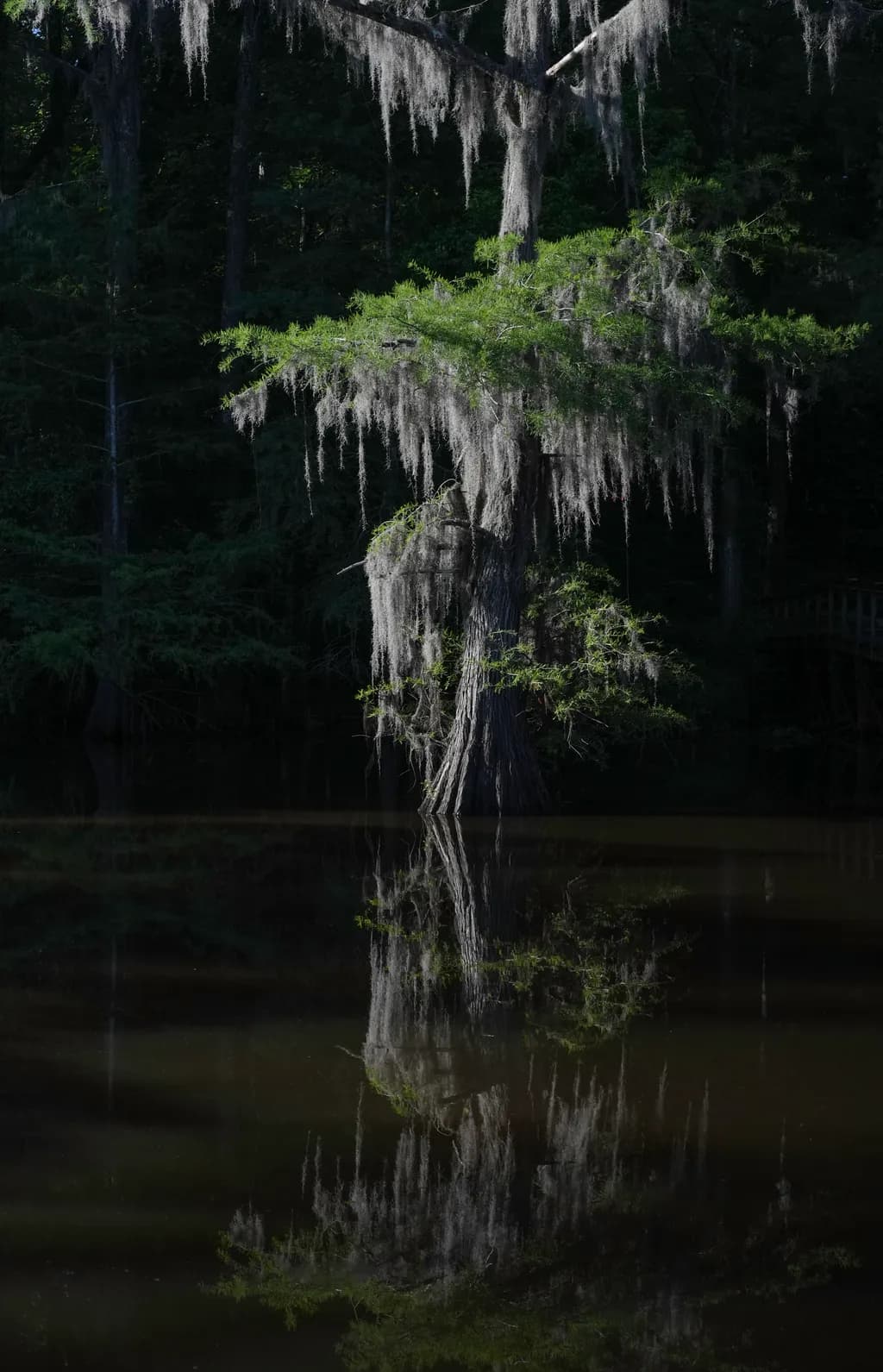 Whispers of the Cypress: A Reflection in Still Waters