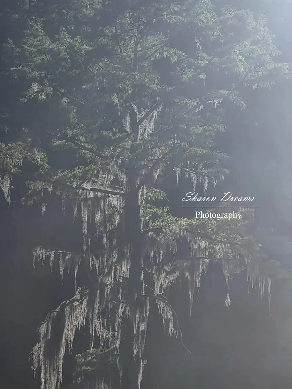 Whispers of the Forest: A Mystical Tree Draped in Moss