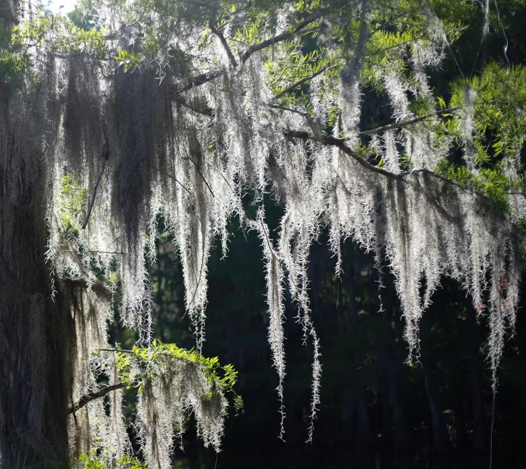 Whispers of Nature: Sunlit Moss Draped Among Ancient Trees
