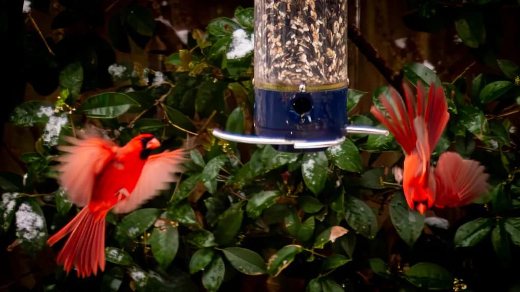 Capturing the Grace of Cardinals in Their Element