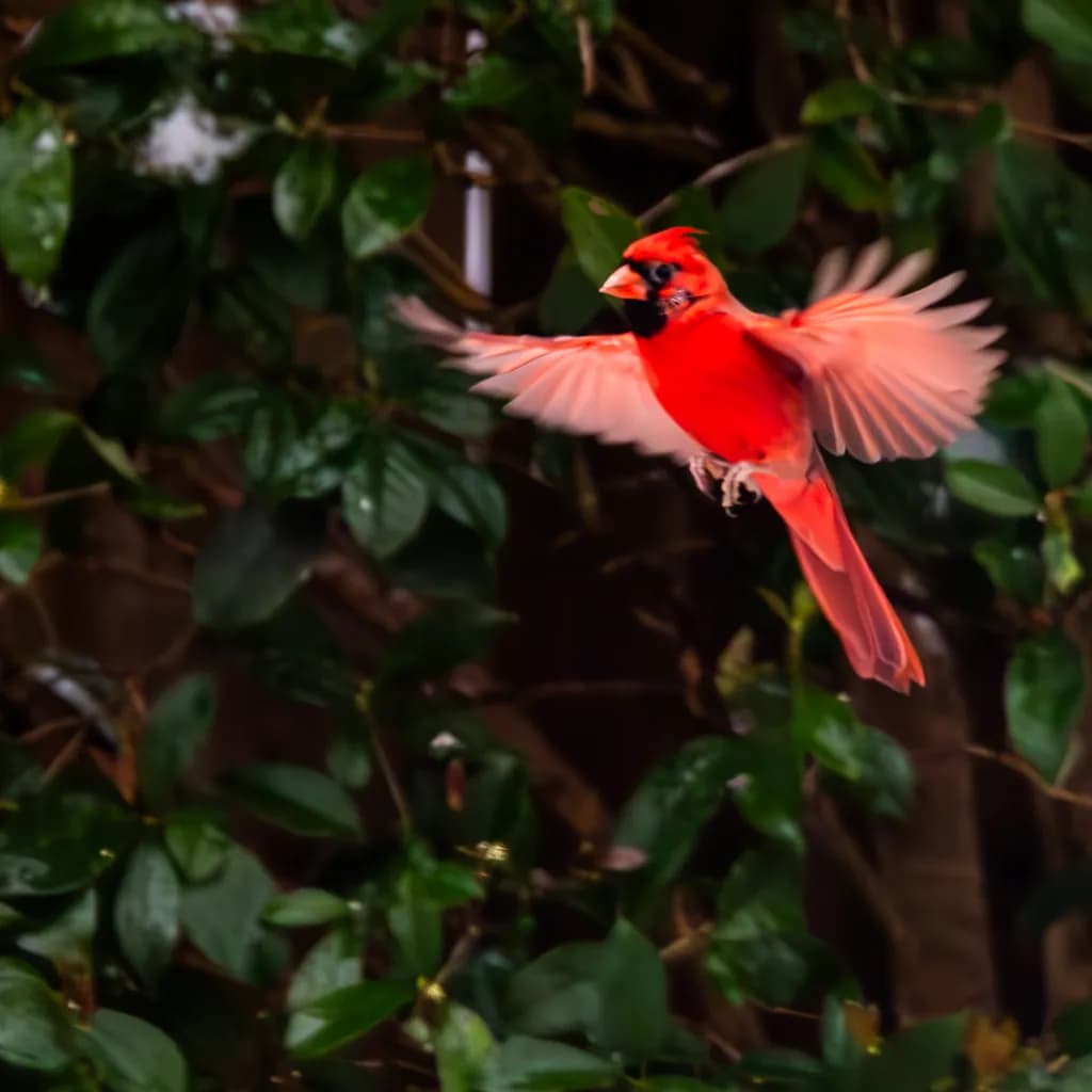Serenity in Motion: A Cardinal's Journey Through Nature