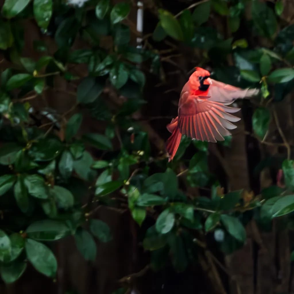 Nature's Palette: A Cardinal's Journey Through Leaves
